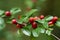 Spreading Cotoneaster divaricatus twig with red berries