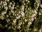 Spreading, evergreen dwarf shrub - the winter heather or snow heath (Erica carnea) \\\'Ice Princess\\\'