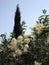 Spreading furry Bush smoke tree leather grows amongst bushes and TUI