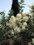 Spreading furry Bush smoke tree leather grows amongst bushes and TUI