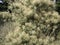 Spreading furry Bush sumac grows among dry grass