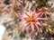 Spreading grass tree (Dracophyllum menziesii) - or pineapple shrub