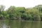 Spreading green willows grow on the shore of a forest lake