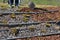 Spreading mulch bark with a shovel from a car and delivery to the garden, where gardeners mulch ornamental flower beds and shrubs