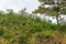 Spreading Noxious Lantana Weed Spreading In An Australian Rainforest