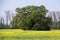 Spreading old tree in the middle of swedish turnip field