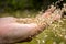 Spreading Seeds Closeup