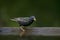 Spreeuw, Common Starling, Sturnus vulg