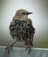 Spreeuw; Common Starling; Sturnus vulgaris