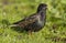 Spreeuw, Common Starling, Sturnus vulgaris