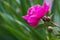 Sprig of amazing  bright pink   pion flower with three buds