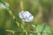 Sprig of amazing lonely white bindweed flower