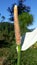 A sprig of anthurium flower thrives in the highlands