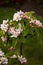 Sprig of Apple Blossom