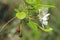 Sprig of apple tree with blooming white flowers and last year`s dried apples