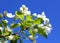 Sprig of an apple-tree flower against a blue sky background