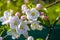 A sprig of apple tree with white flowers