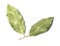 Sprig of aromatic bay leaves on white background, top view