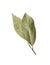 Sprig of aromatic bay leaves on white background, top view