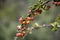 Sprig of barberry with berries close-up on a blurred background