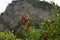 Sprig of barberry in the Caucasus mountains