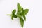 Sprig of Basil