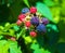 Sprig with berries and a sprig of flowers strawberries