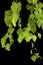 Sprig of birch with young foliage, on black background