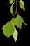 Sprig of birch with young foliage, on black background