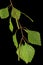 Sprig of birch with young foliage, on black background