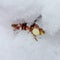 Sprig of blooming cherry plum covered with suddenly fallen snow close-up