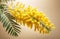 Sprig of blooming mimosa on beige-pink background. Beautiful delicate twig bloom yellow spring flower