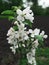 A sprig of a blossoming apple tree on a background of a plowed field