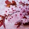 Sprig of blossoming cherry plums isolated on a white background. Sakura blossom