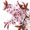 Sprig of blossoming cherry plums isolated on a white background. Sakura blossom