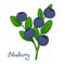 Sprig of blueberry. Leaves and berries of bilberries on a branch. Forest plant huckleberry. Isolated twig of