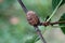 A sprig of cherry with green leaves with a mantis cocoon attached to it.