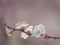 A sprig of cherry or peach. Blooming cherry trees in spring. Spring background