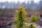 Sprig of coniferous evergreen pine on blurred forest background with dew drops on needles.close-up