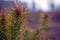 Sprig of coniferous evergreen pine on blurred forest background with dew drops on needles.close-up