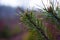 Sprig of coniferous evergreen pine on blurred forest background with dew drops on needles.close-up