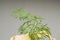 Sprig of Dill Growing Indoors