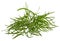 Sprig of dill isolated