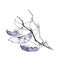 A sprig of dolichos with ripe lilac pods isolated on a white background. Bush decorative bean plants in a realistic