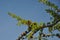 Sprig of European Larch Larix decidua with pine cones on blue background and copy space in the middle. Photo taken in summer in