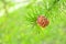 Sprig of European Larch or Larix decidua with pine cones on blurred background