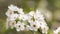 Sprig of flowering apple trees on wind