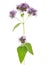 Sprig of flowering  Oregano Origanum vulgare isolated on a white background. Selective focus