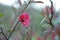 Sprig of flowering quince in spring. Delicate red flower.