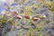 A sprig of fluffy willow lies on the wet thawed ground